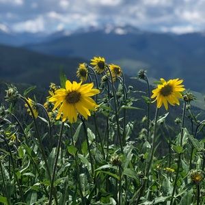 Meet your Posher, Molly